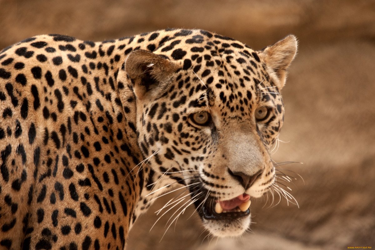 Тигр леопард гепард Ягуар