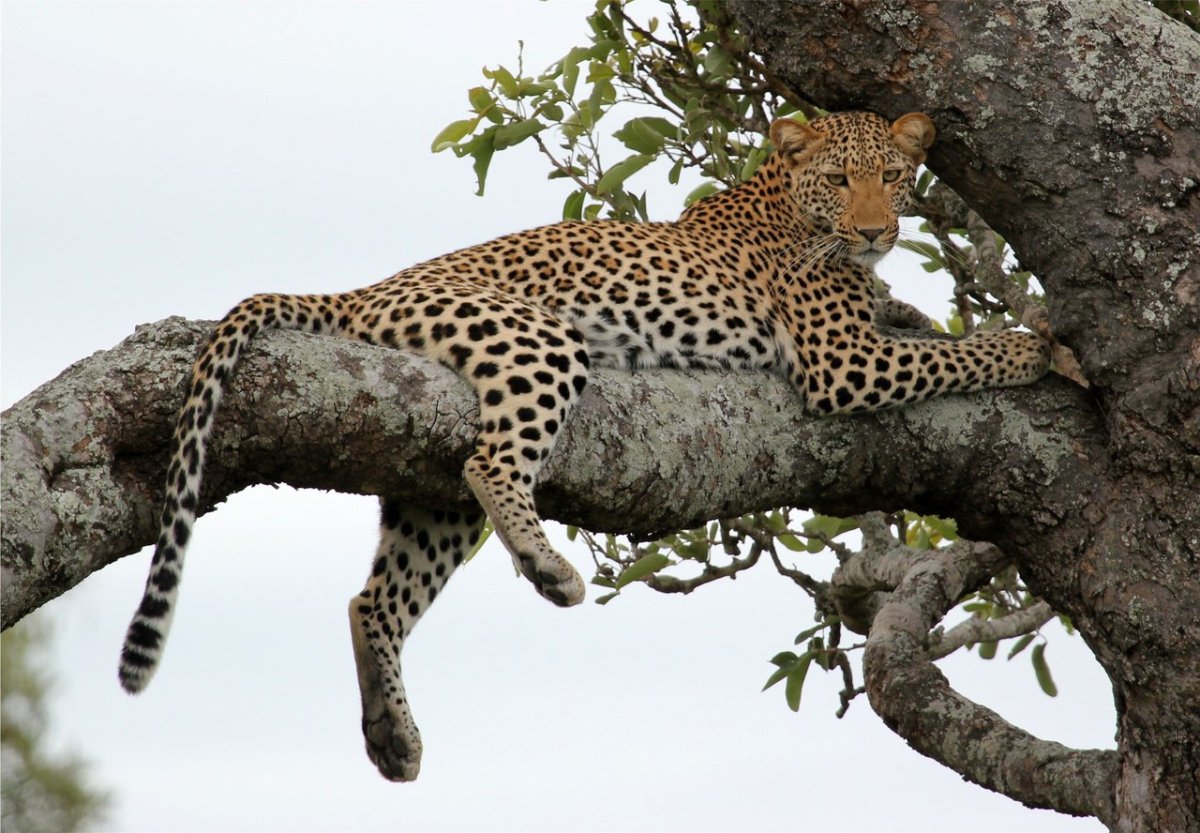 Тигр леопард гепард