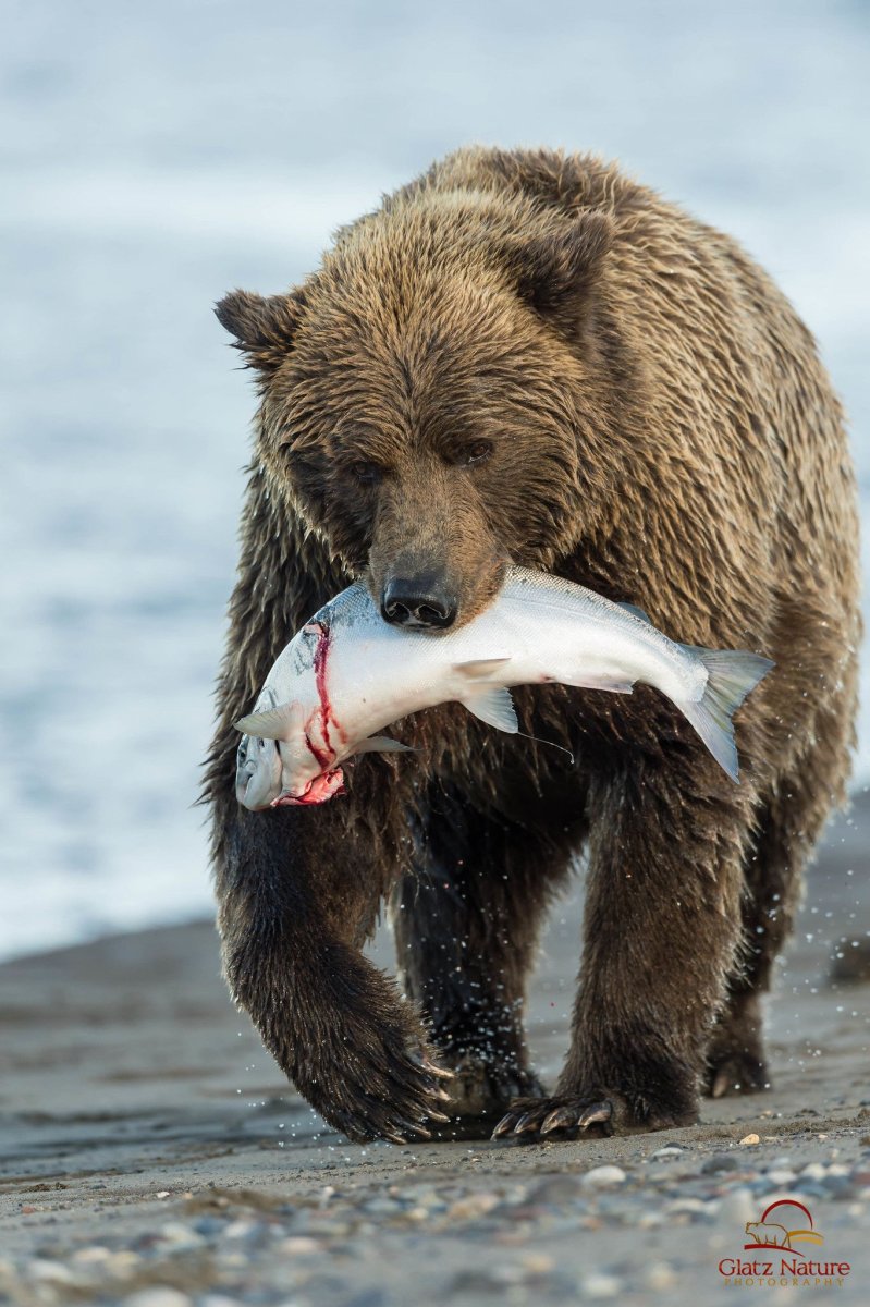 Что едят медведи