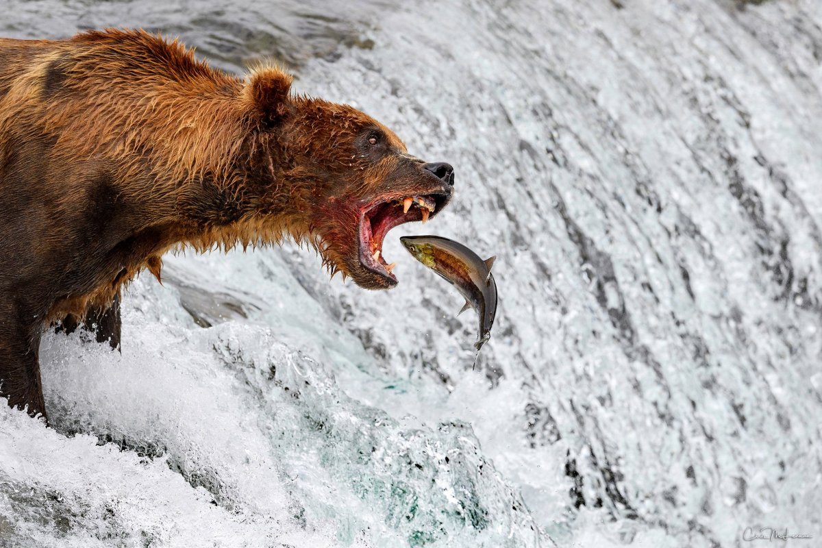 Картинка с медведем на хвосте у которого 2020 год