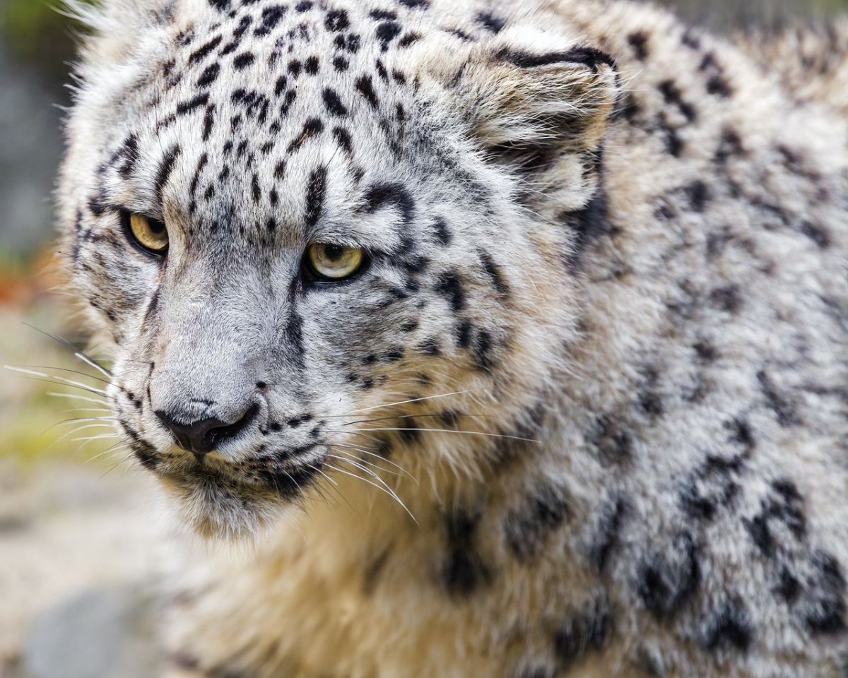 Пятнистый леопард