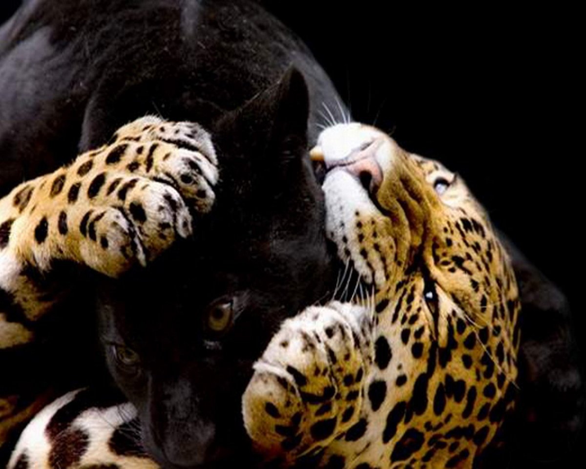 Фото на аву животные