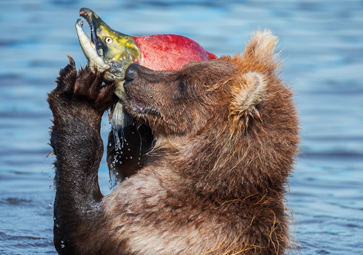 Курильское озеро Камчатка нерест