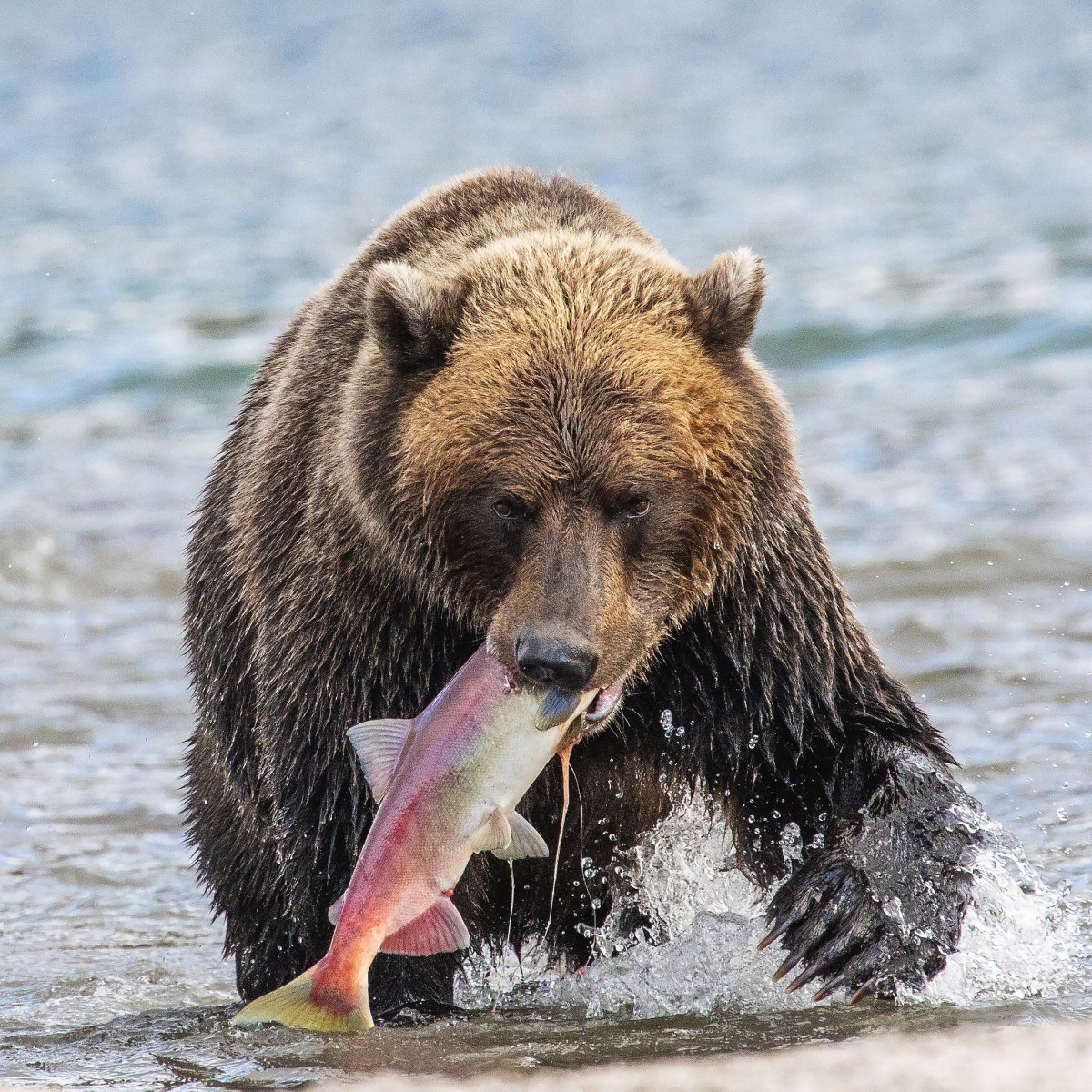 Бурый медведь охотится