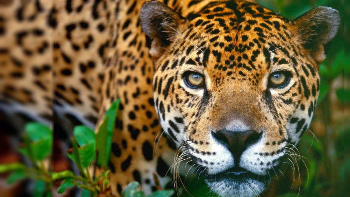 Фото на аву животные