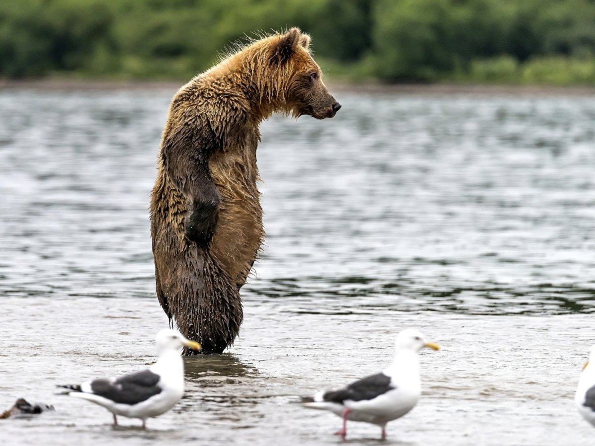 Животные возле воды