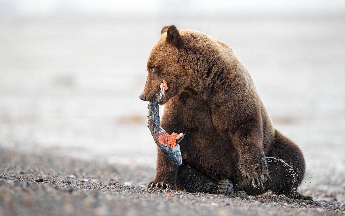 Медведь с рыбой