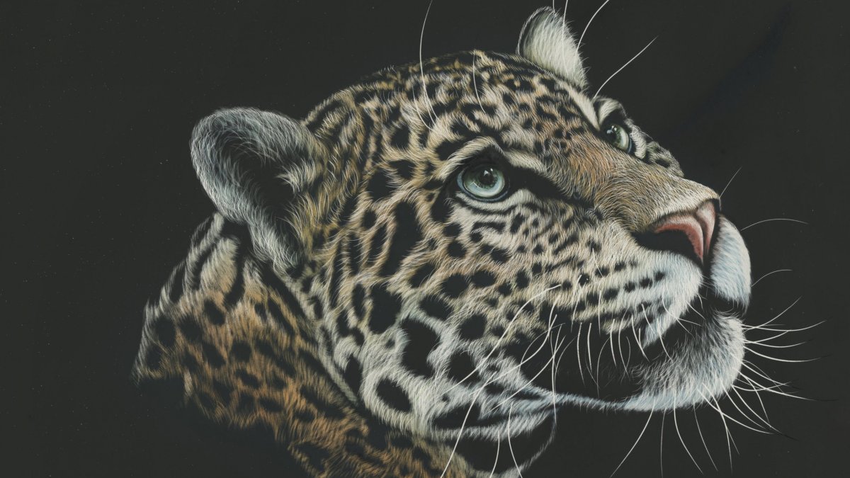 Обои на рабочий стол леопард