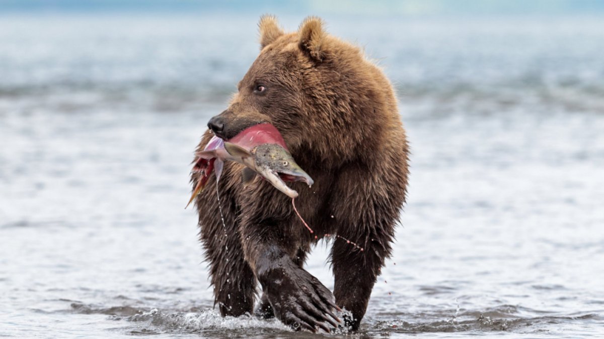 Медведь с рыбой
