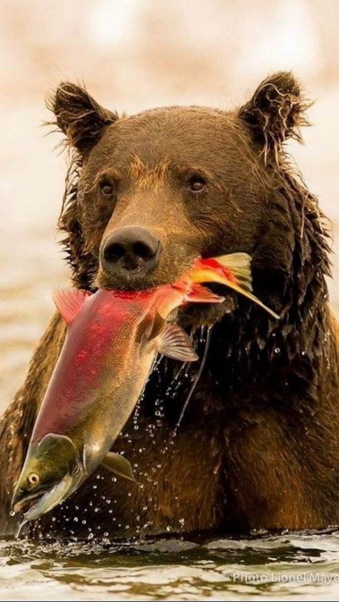 Медведь с рыбой