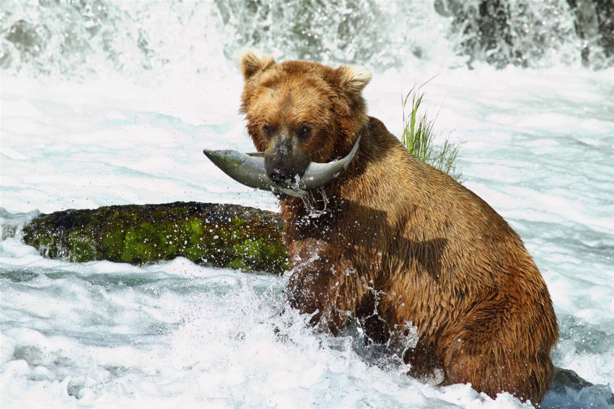 Медведь зимой на реке ловит рыбу