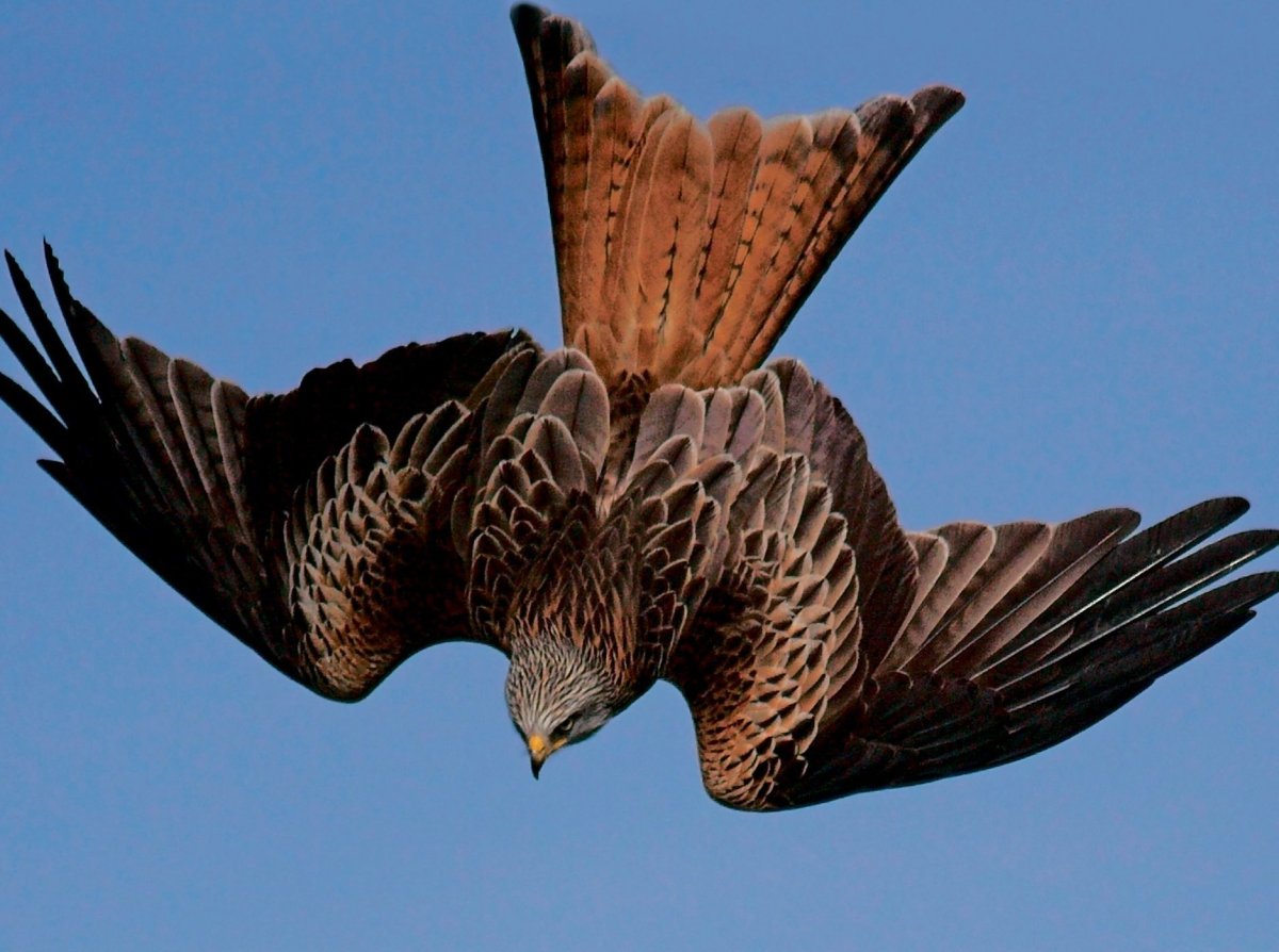 Сокол вид сверху