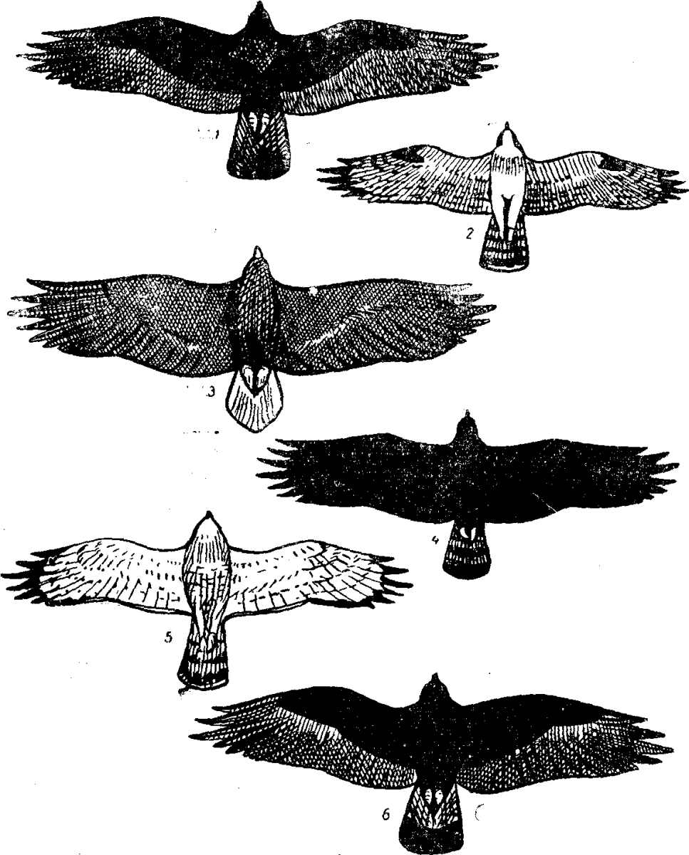 Птица орёл снизу