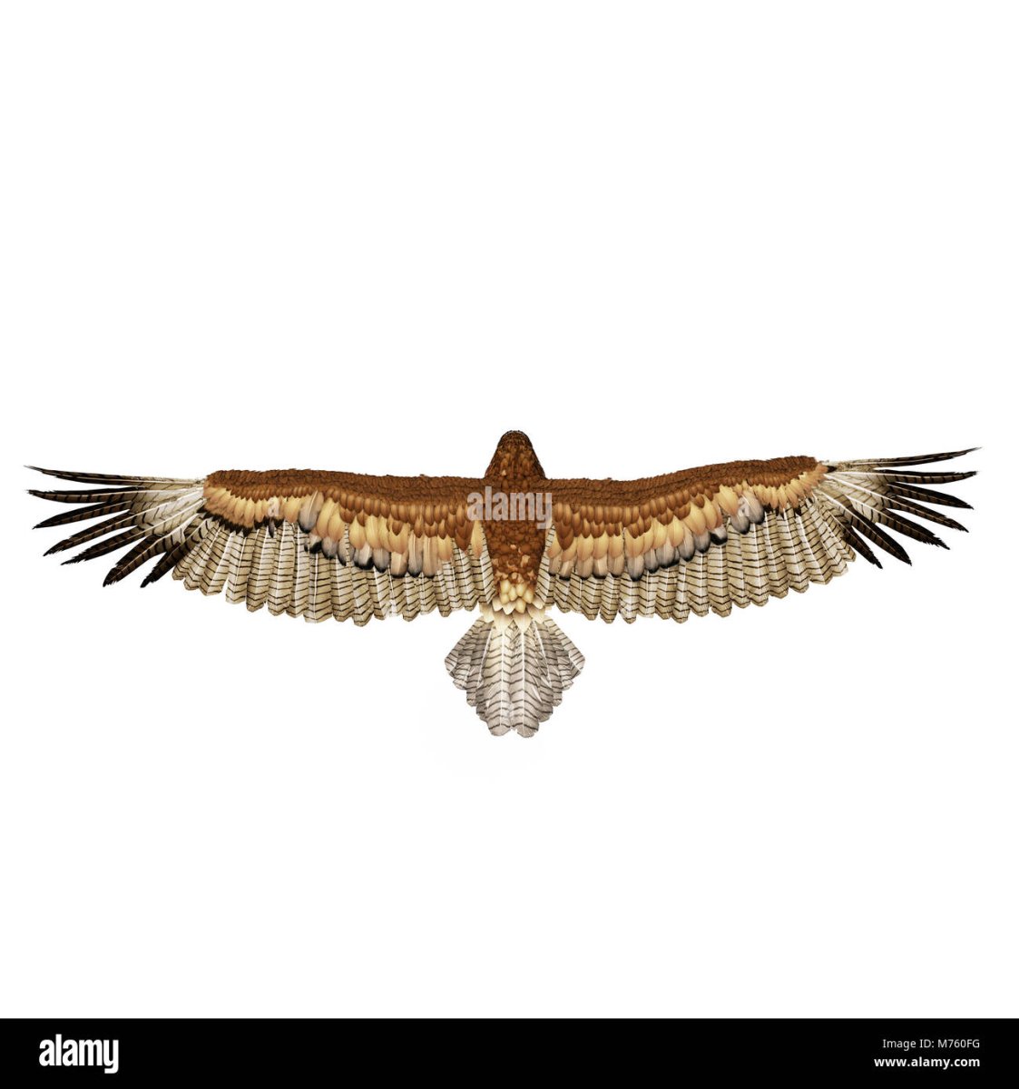 Полет орла вид сверху