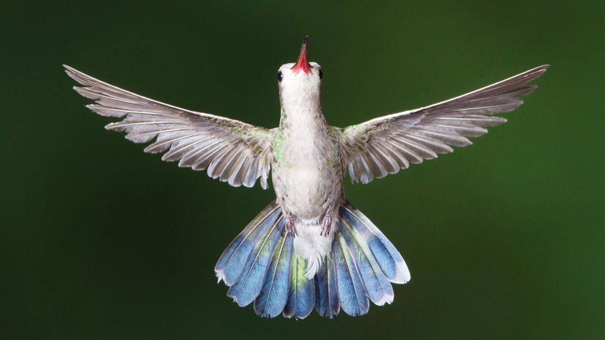 Птица с расправленными крыльями