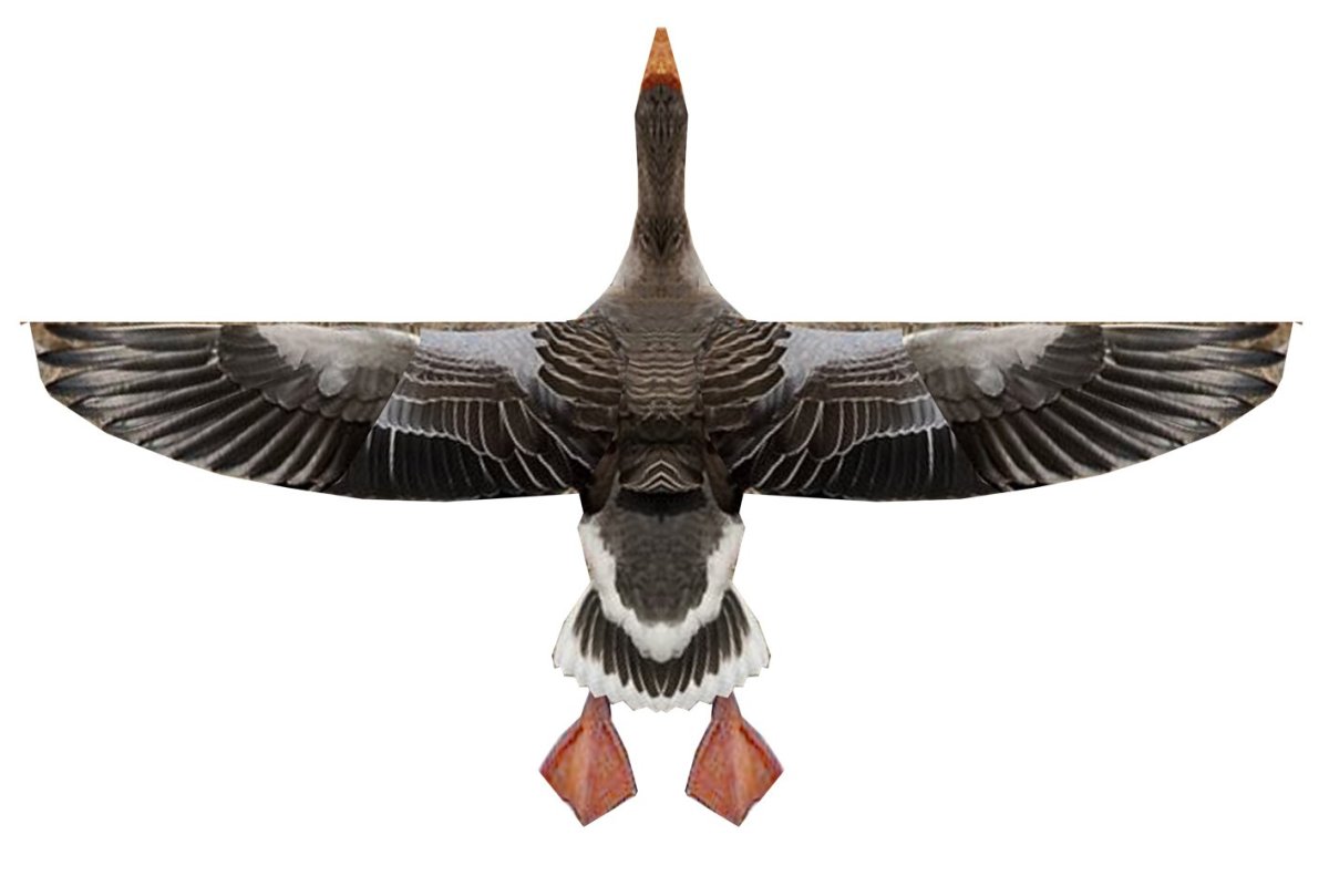 Змей Гусь белолобый