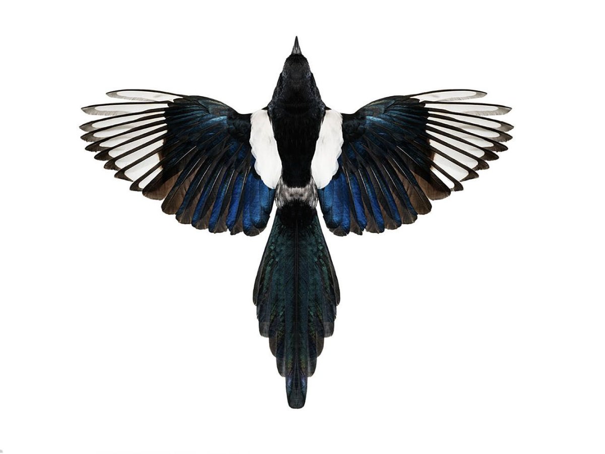 Хвост птицы