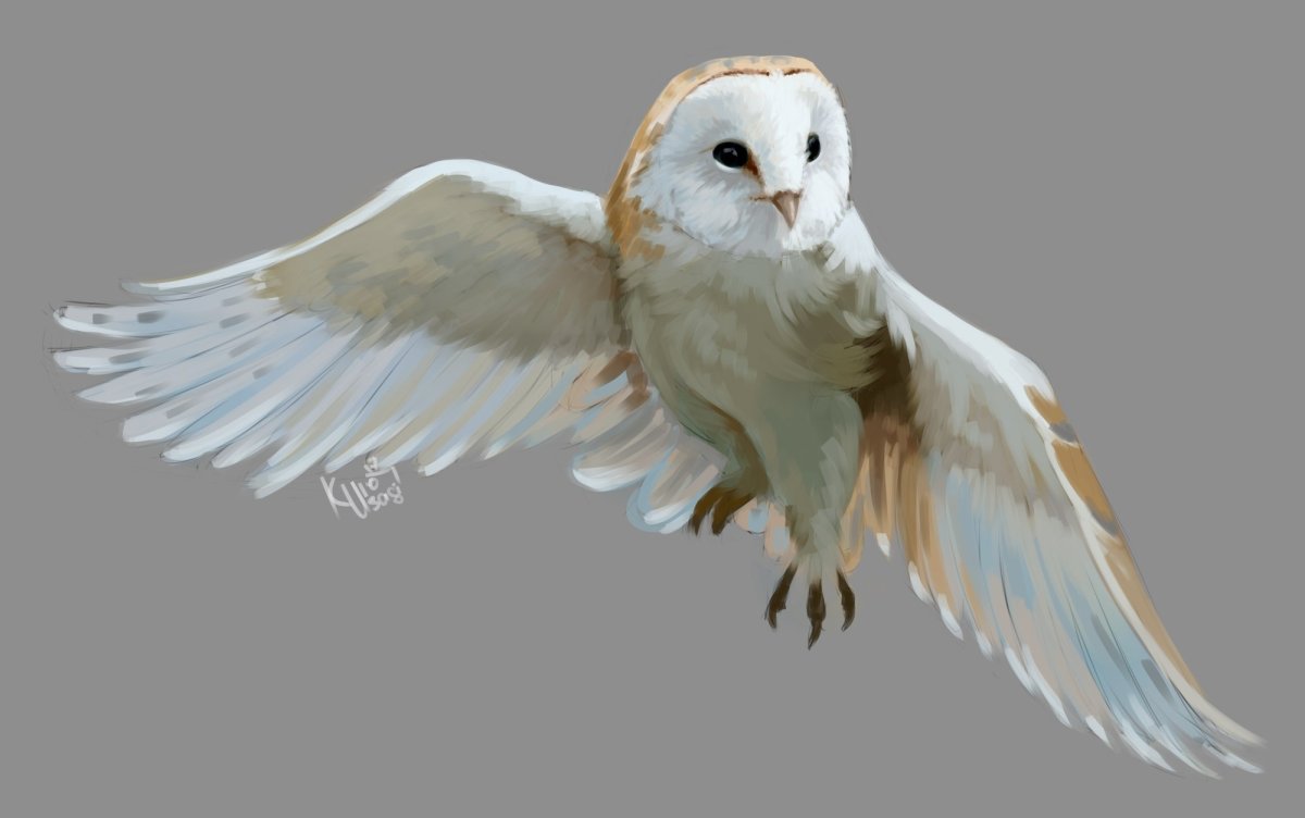 Сова сипуха арт