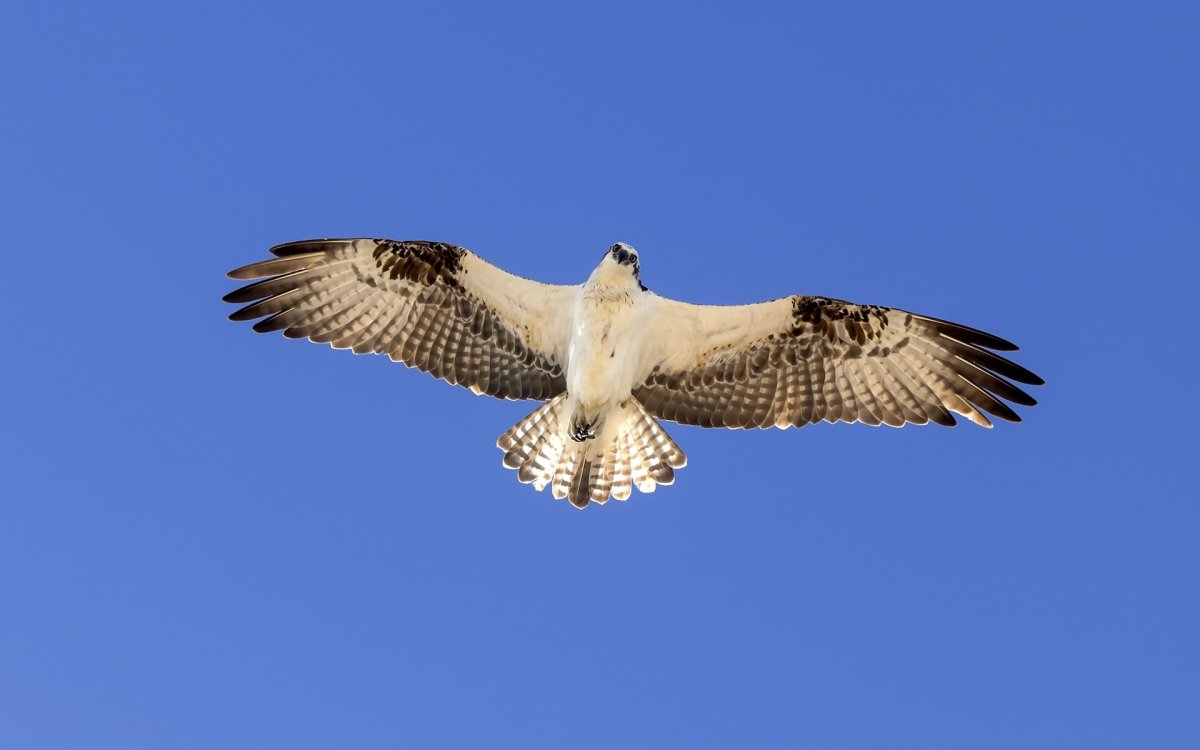 Сапсан птица