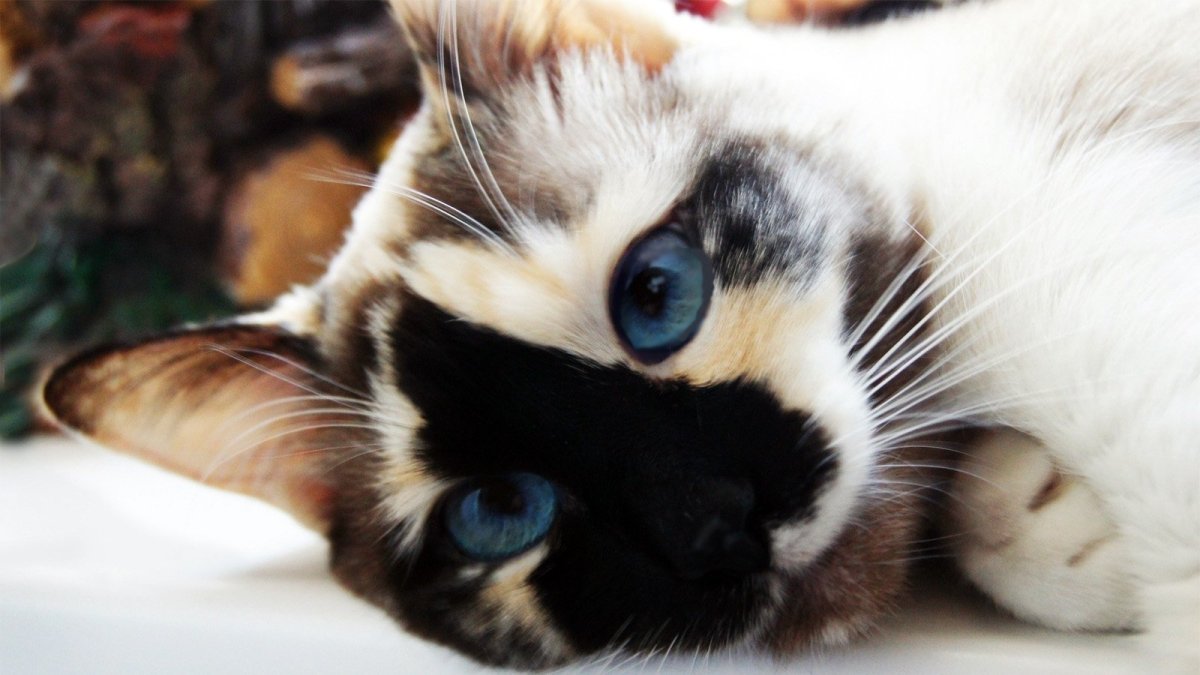 Красивые окрасы котов