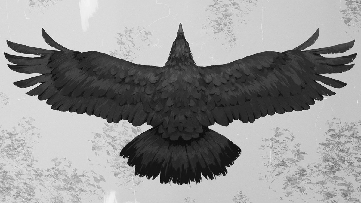 Крылья вороны
