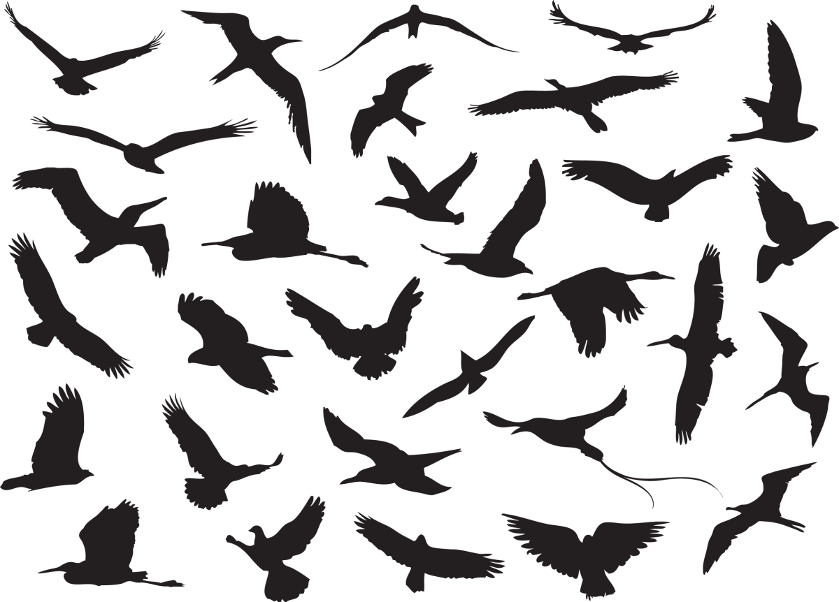 Силуэт птицы