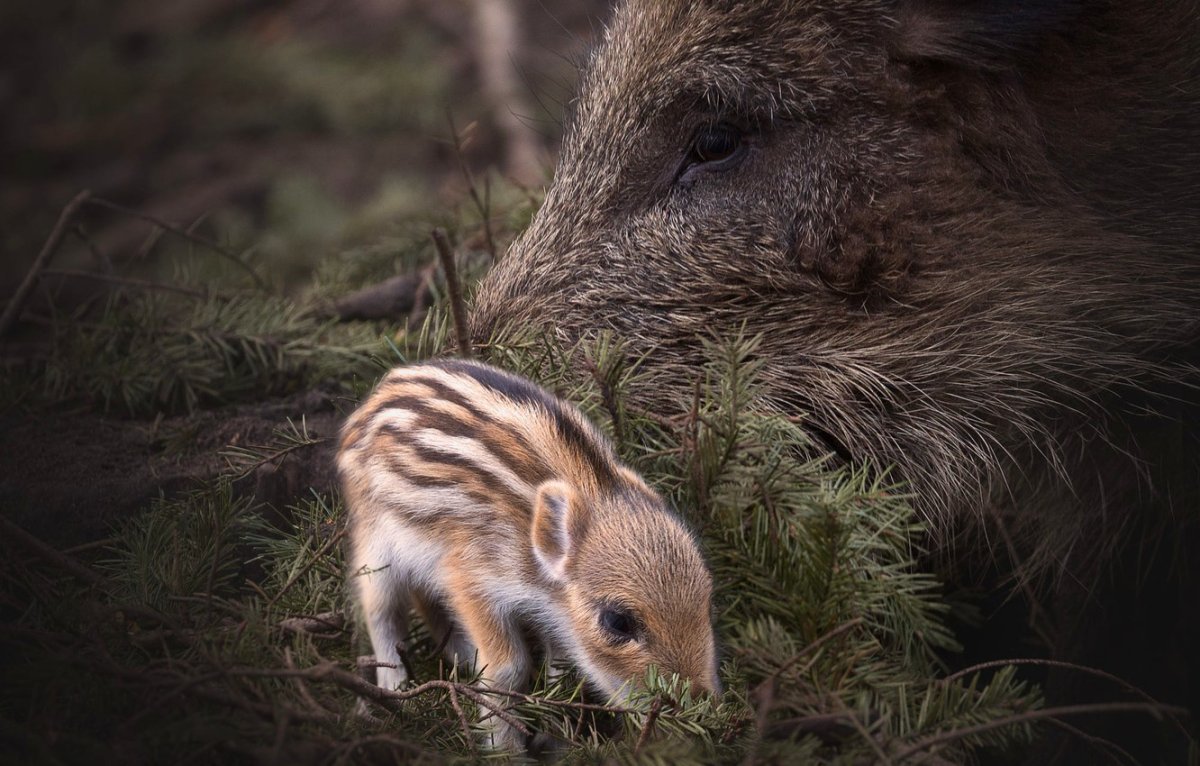 Маленький кабанчик в лесу
