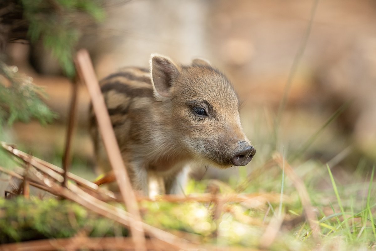 Детеныш дикого кабана