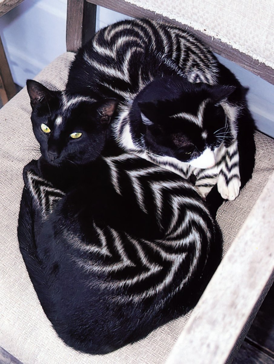 Необычные коты