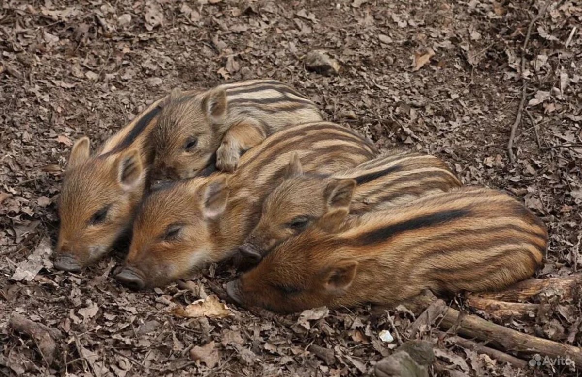 Бородавочник детеныш