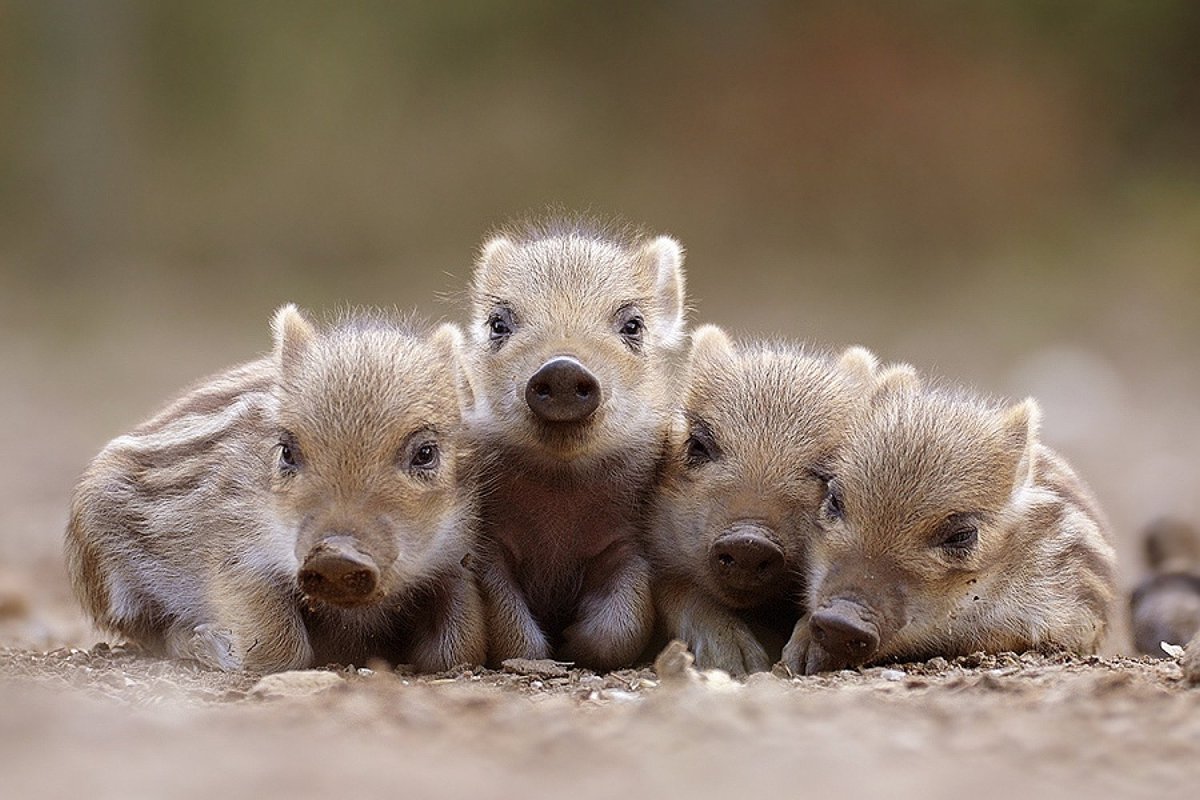 Детеныши Кабанов