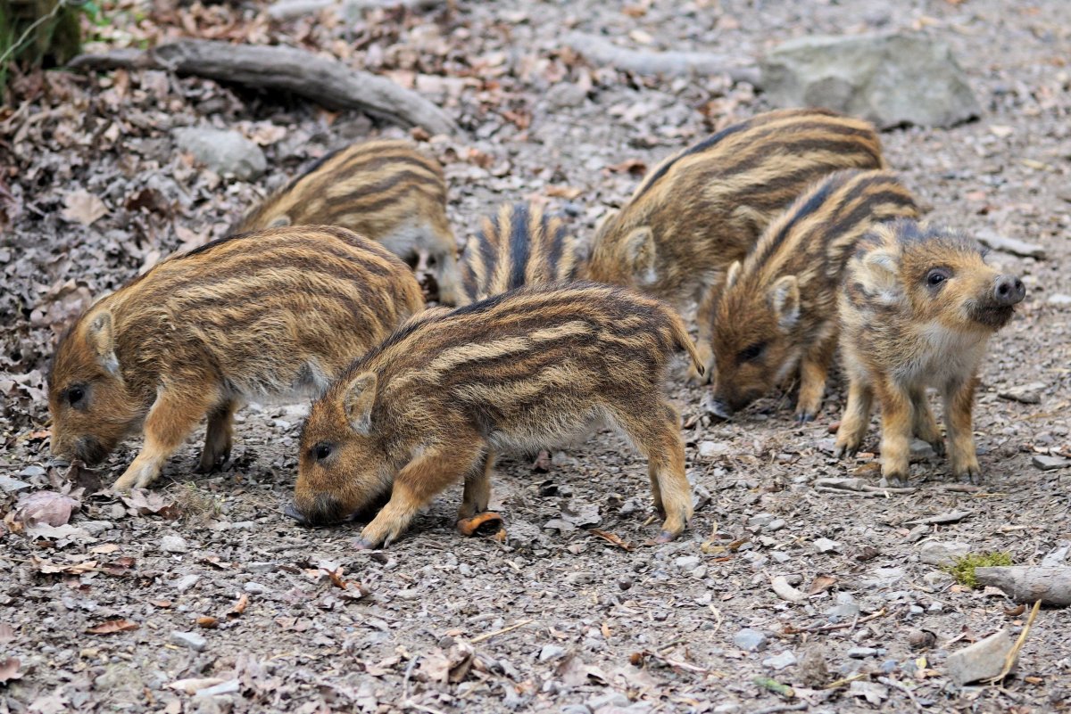 Кабан на белом фоне