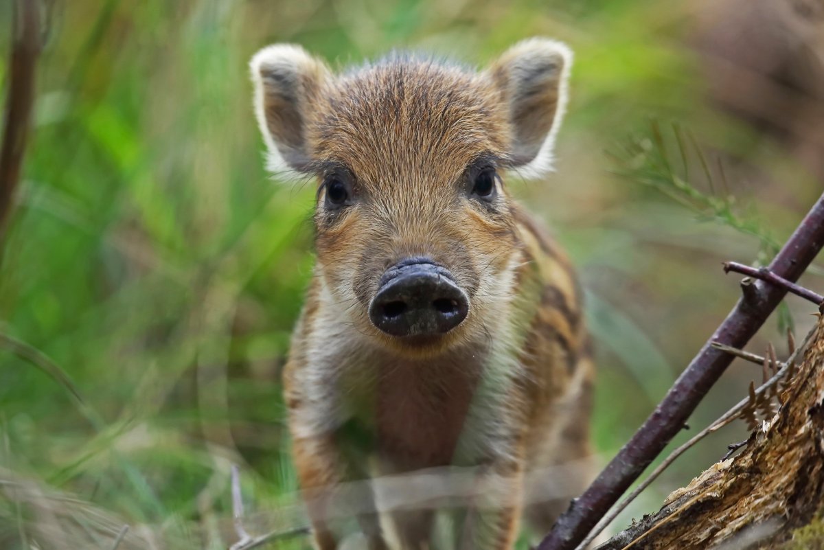 Red River Hog животное