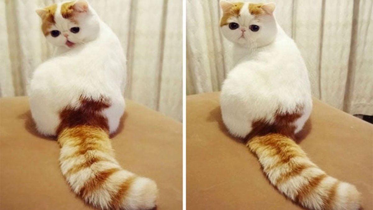 Экзотическая короткошерстная кошка табби Ван