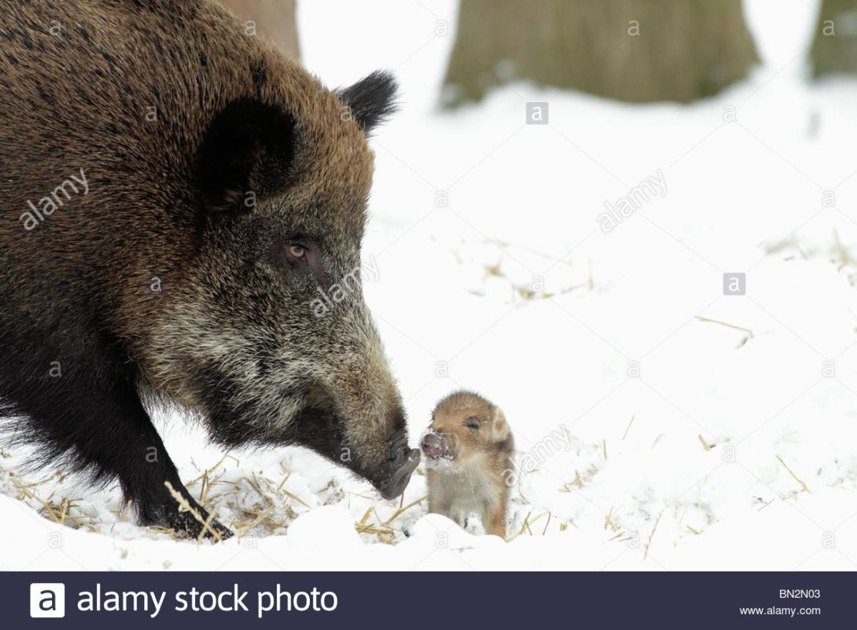 Кабанята полосатые