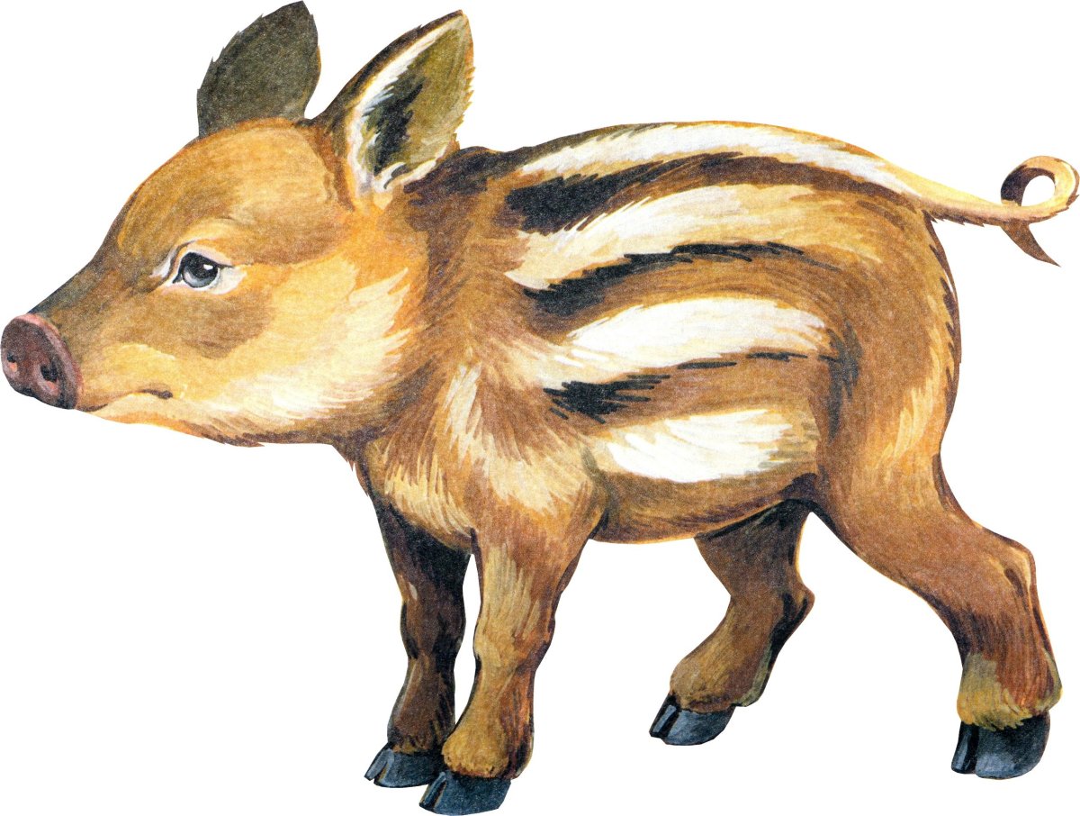 Дикий кабан секач Лесной