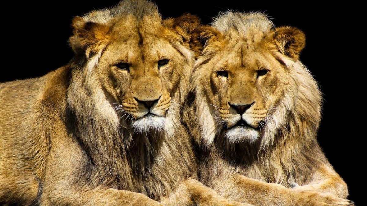 Обои на рабочий стол Лев