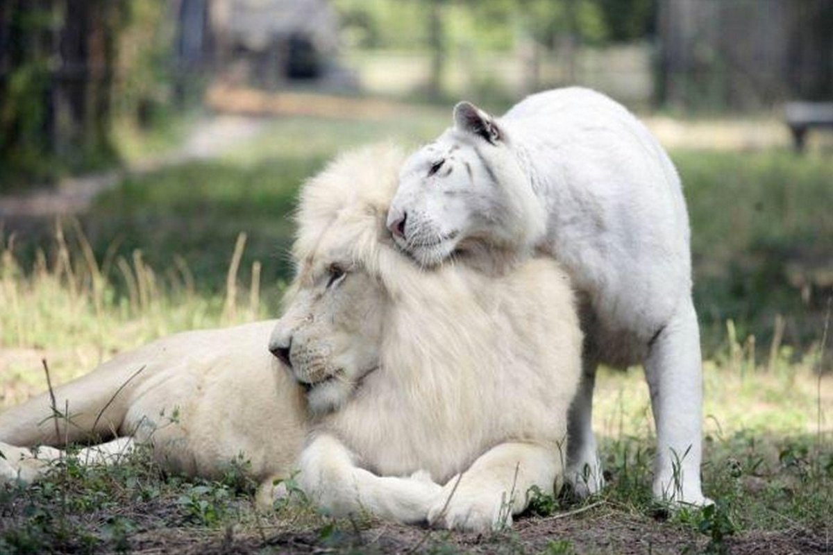 Белый Лев и белый тигр