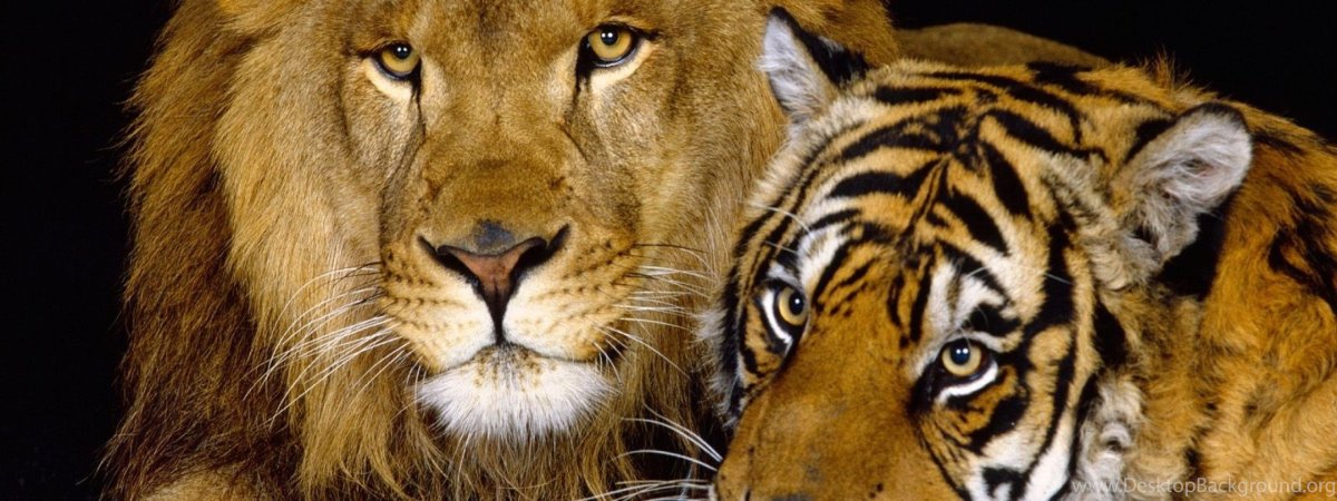 Морда Льва и тигра вместе