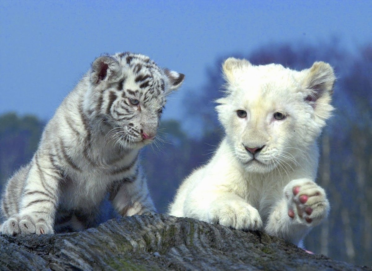 Лев альбинос