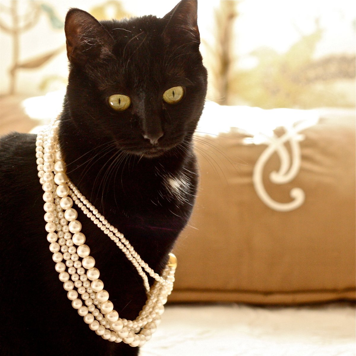 Кошка в бусах