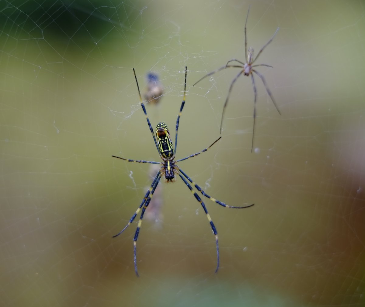 Пауки омской области