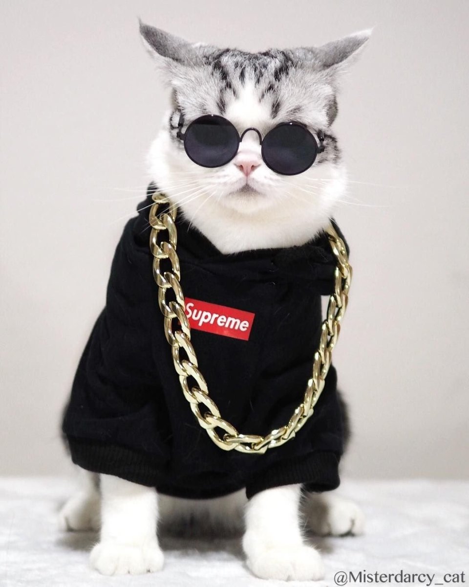 Крутые коты