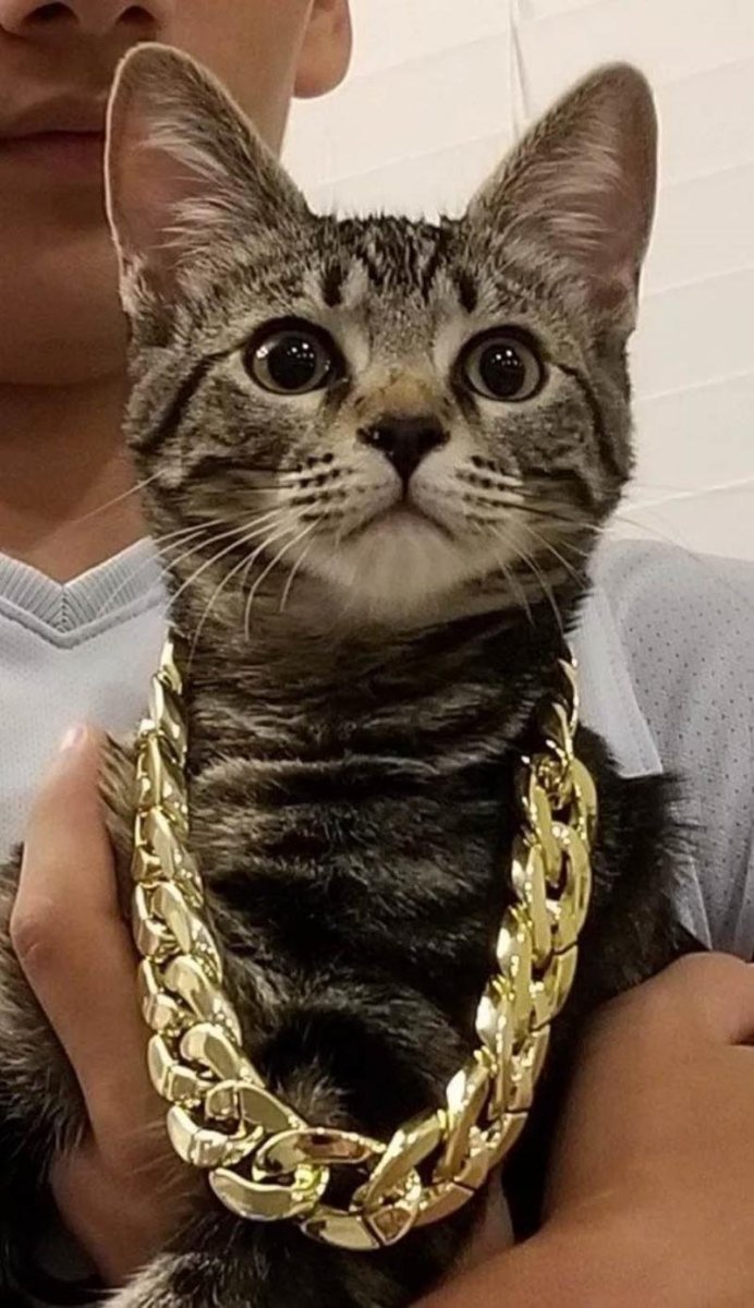 Кот в золотой цепочке