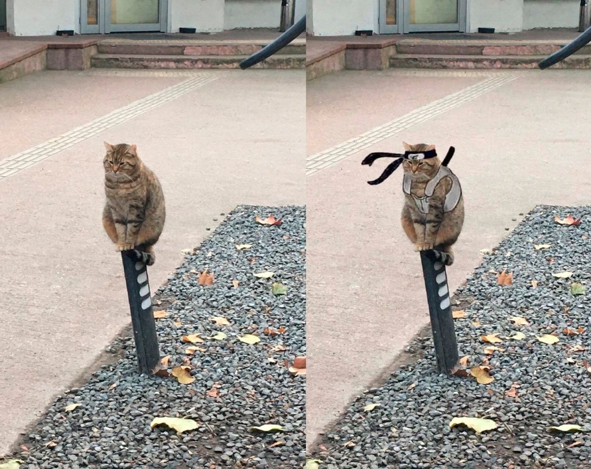 Кот сидит столбиком