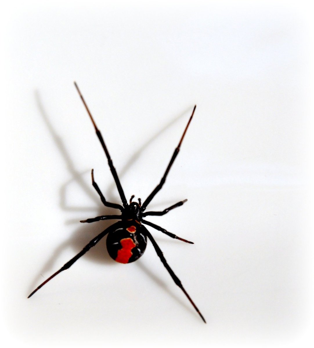 Пауки в Ставрополе