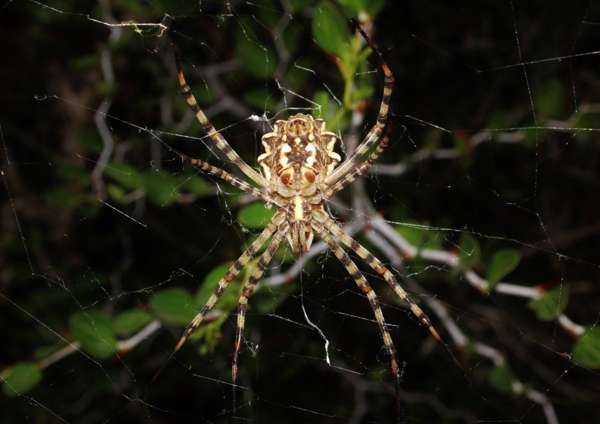 Насекомое паук ред спидер