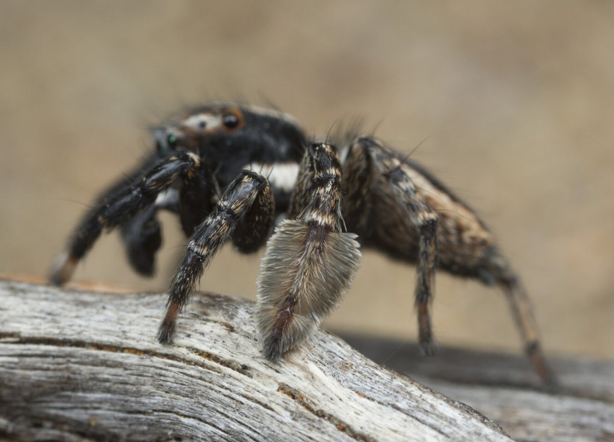 Брахипельма Смити тату