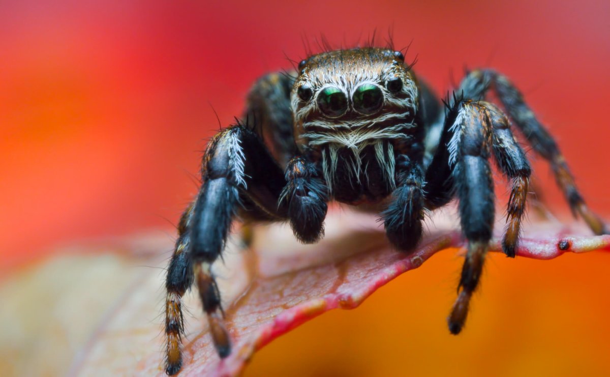 Паук Арахнид