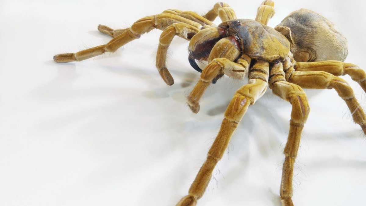 Тарантул паук Краснодарский край